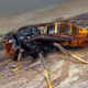 aziatische-hoornaar-kenmerken (1)